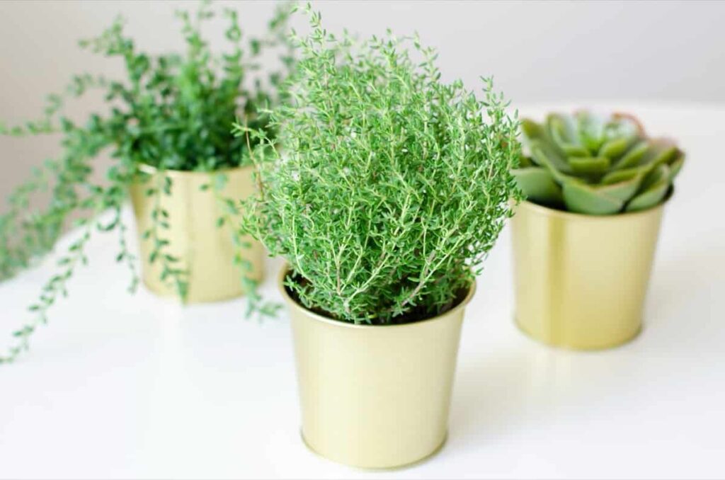 Indoor container plants 