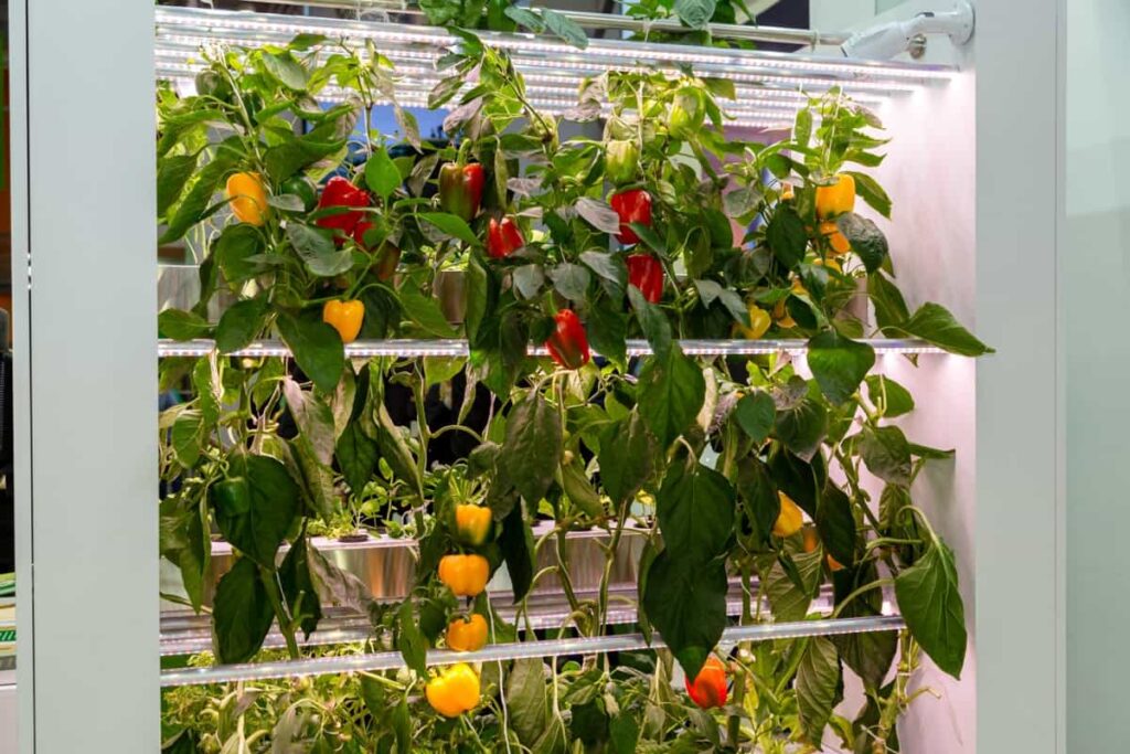 Growing peppers hydroponically under phytolamps