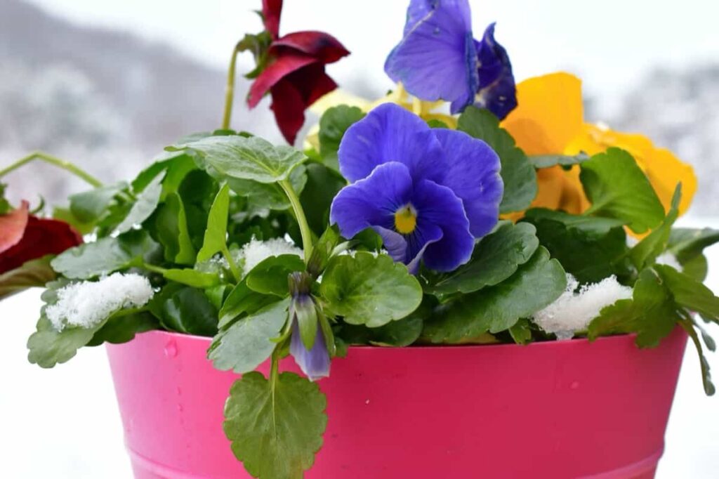 Colorful pansies in a pink flower pot