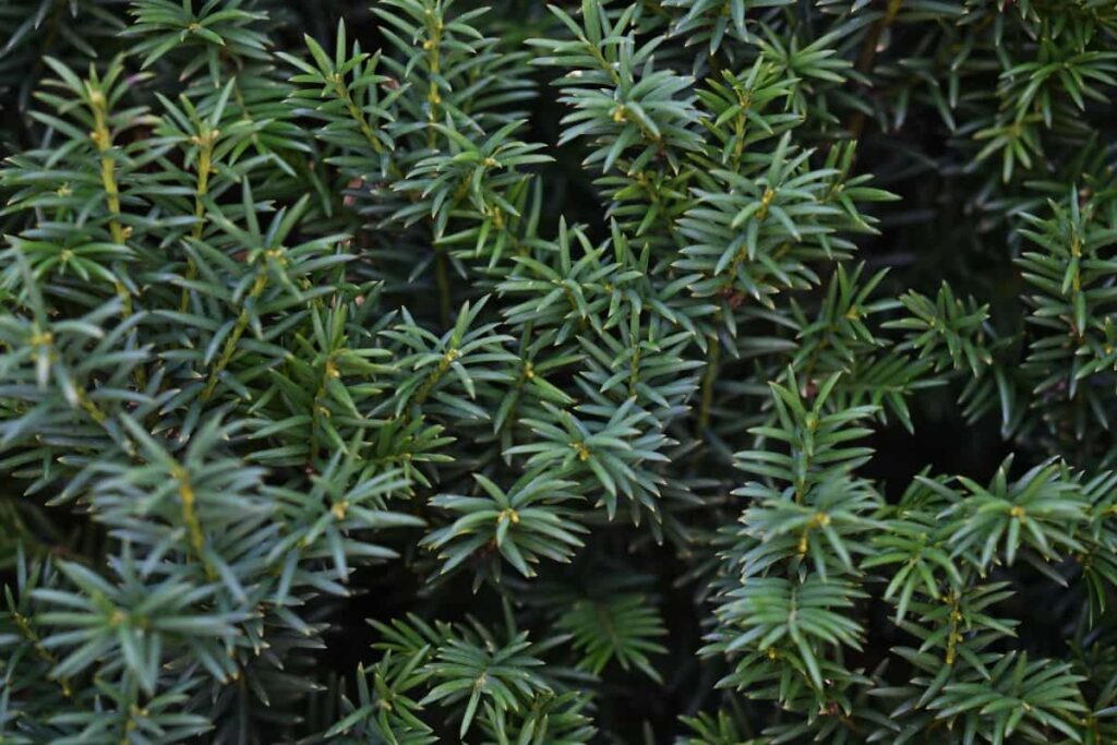 yew branches