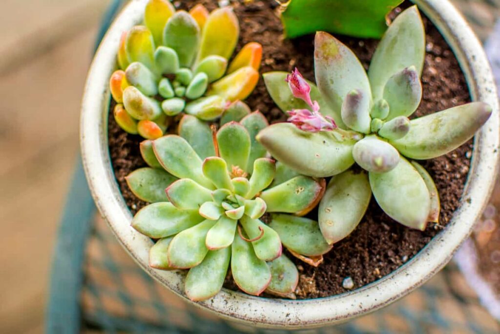 Succulents freshly potted in a planter