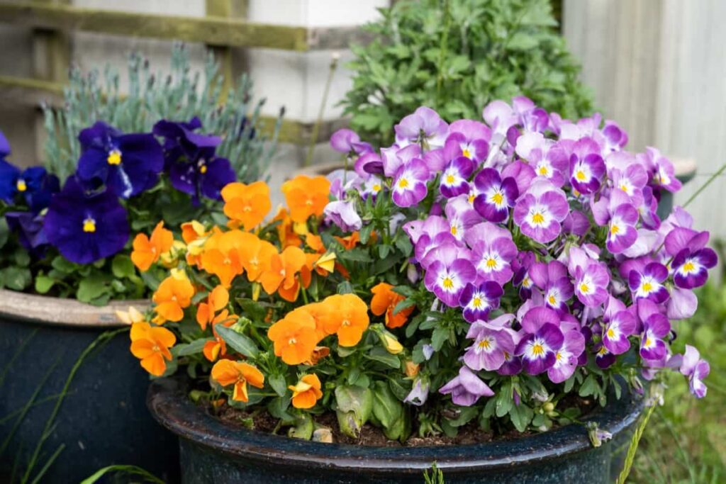 Best Outdoor Potted Plants for Dallas-Fort Worth: Spring pansies flowers