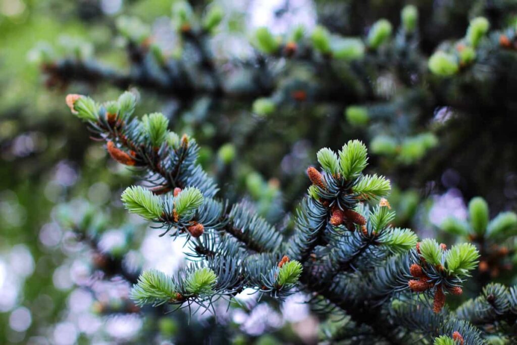 Best Outdoor Potted Plants for Denver: Blue spruce with young shoots