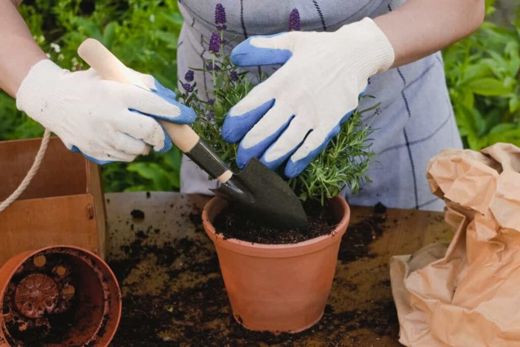 Gardener transplants lavender plant