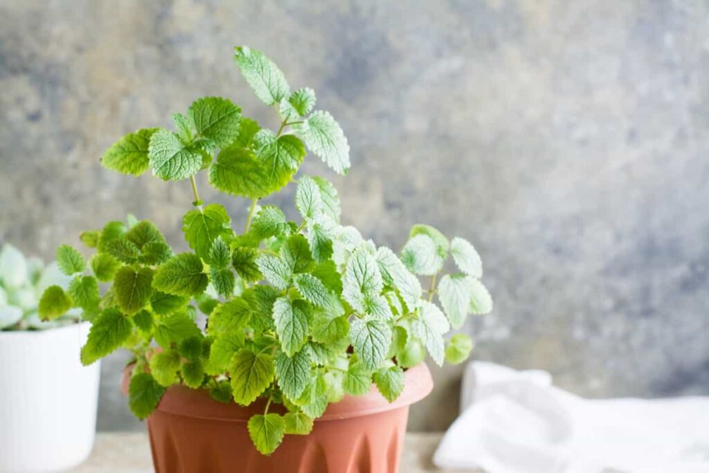 Best Outdoor Potted Plants for Detroit: Fresh mint leaves growing in a pot