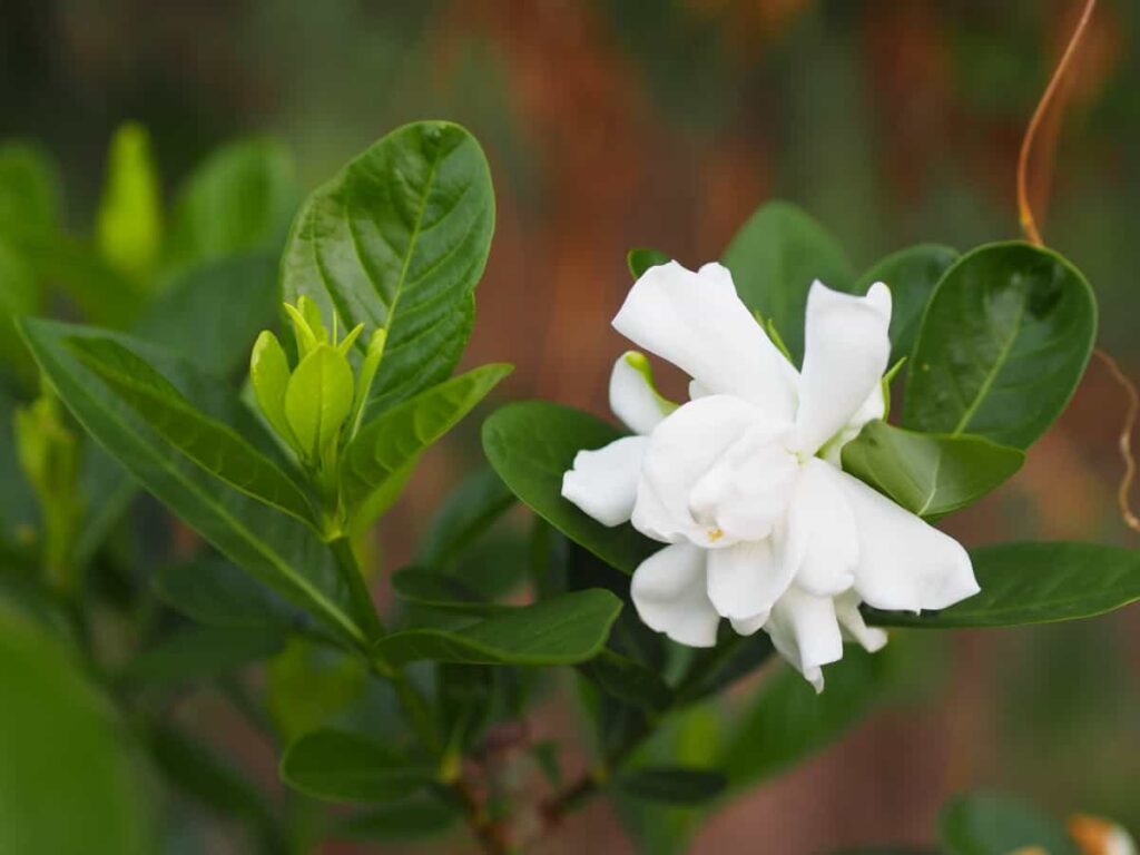 White garden flower