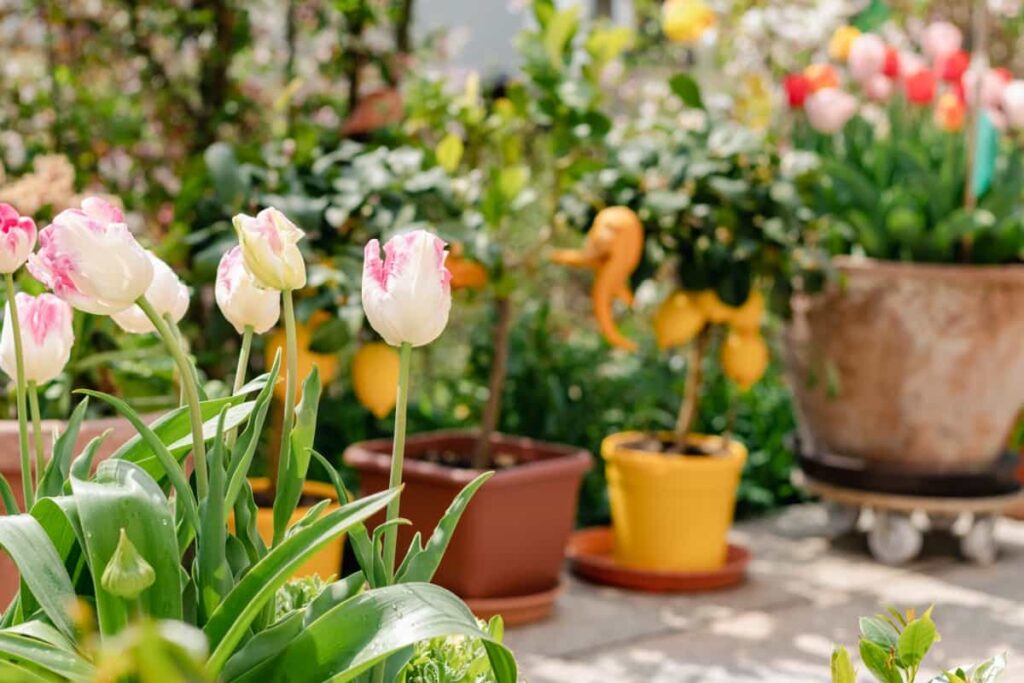 Mini garden of tulip flowers and citrus plants growing in flower pots