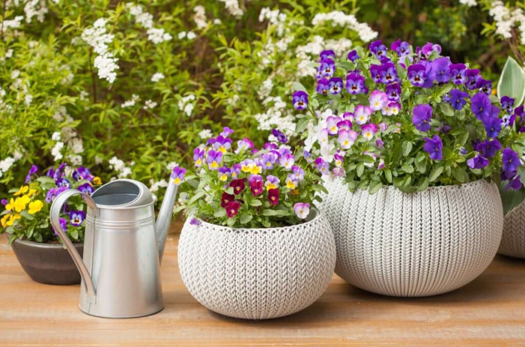 pansy summer flowers in flowerpots in garden