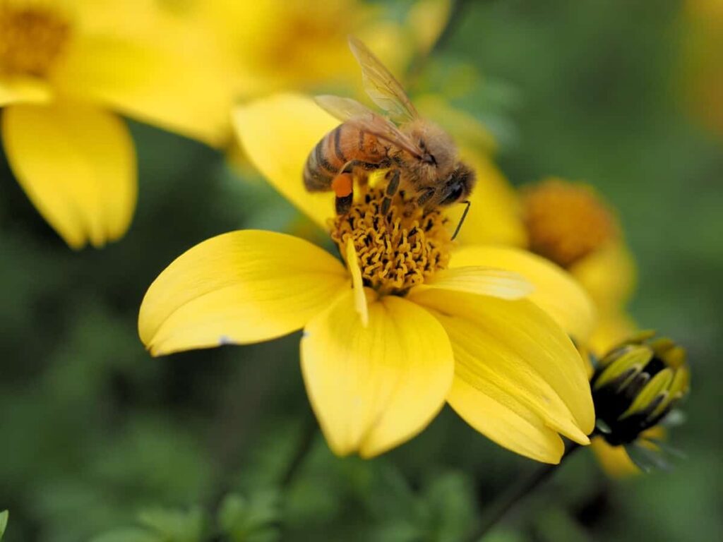 Coreopsis verticillata with a bee