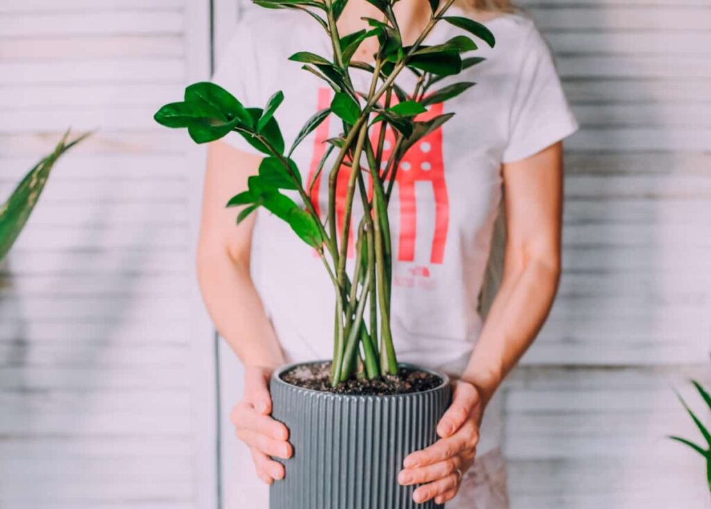 zz plant in a pot