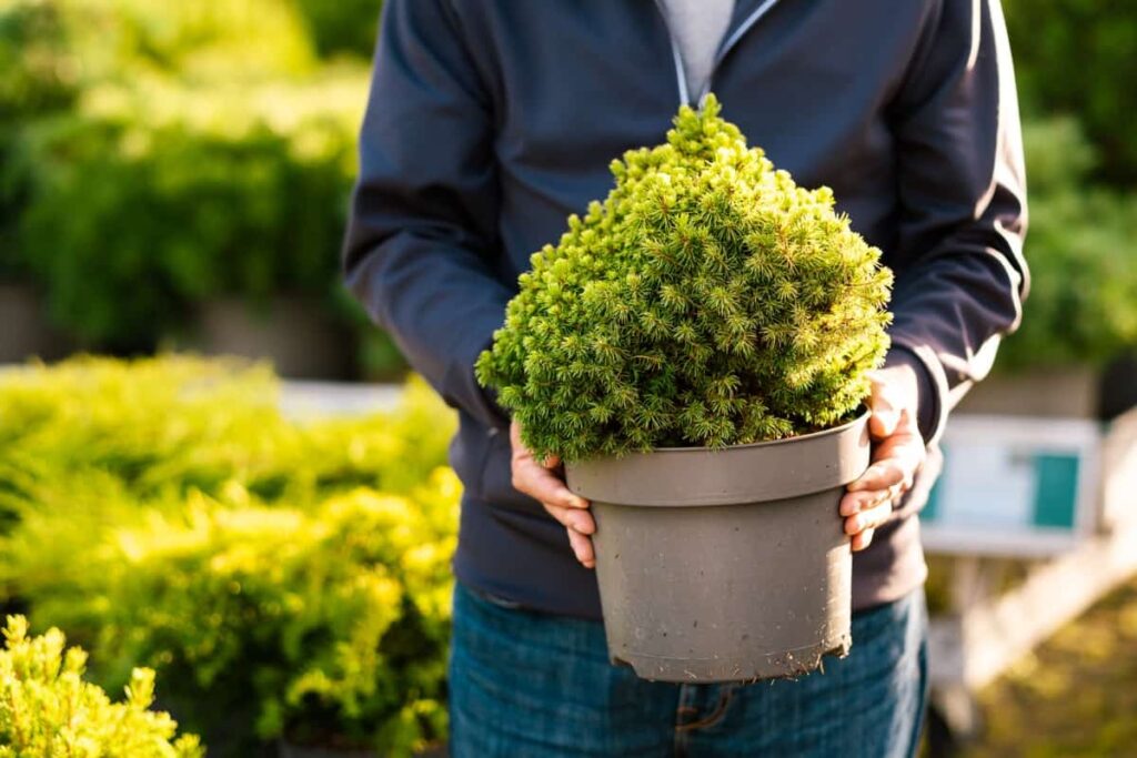 Best Outdoor Potted Plants for Jacksonville: Dwarf Conifer plants in pot