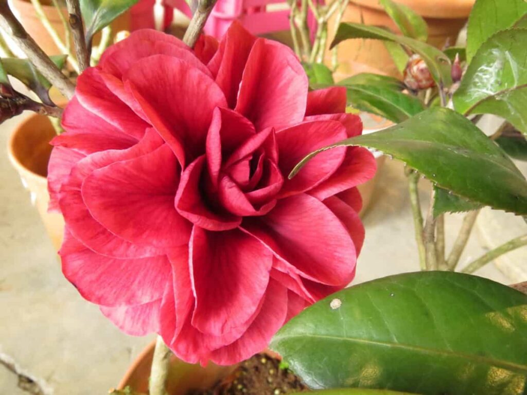 red camellia in the pot