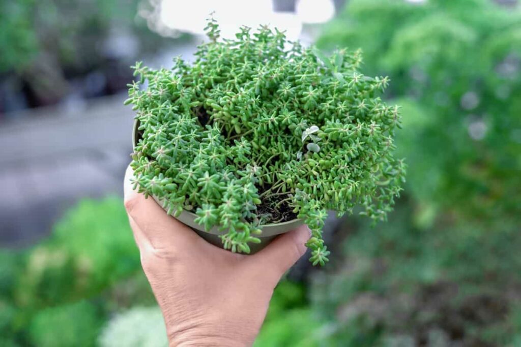 Best Outdoor Potted Plants for San Antonio: White Stonecrop