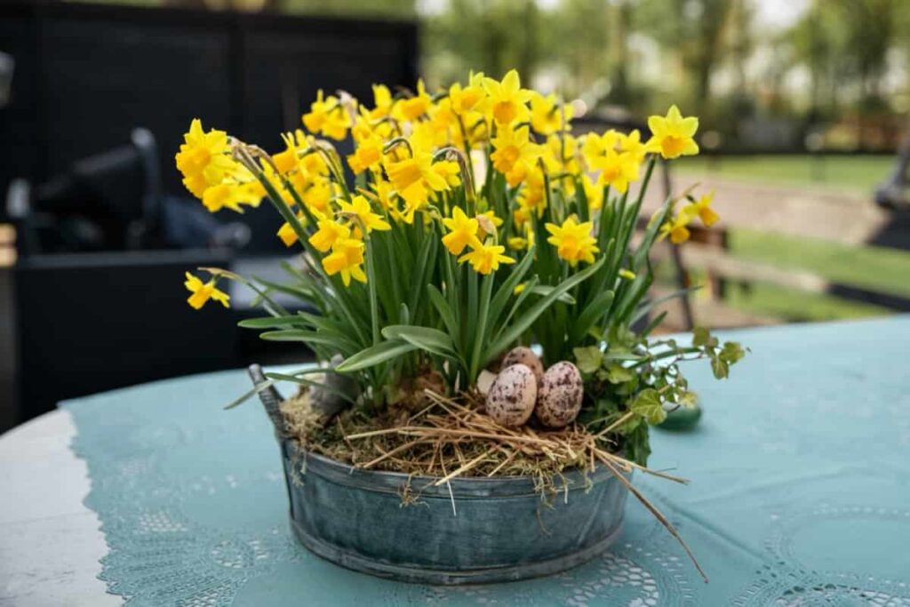 Daffodils in a large pot and eggs for Easter