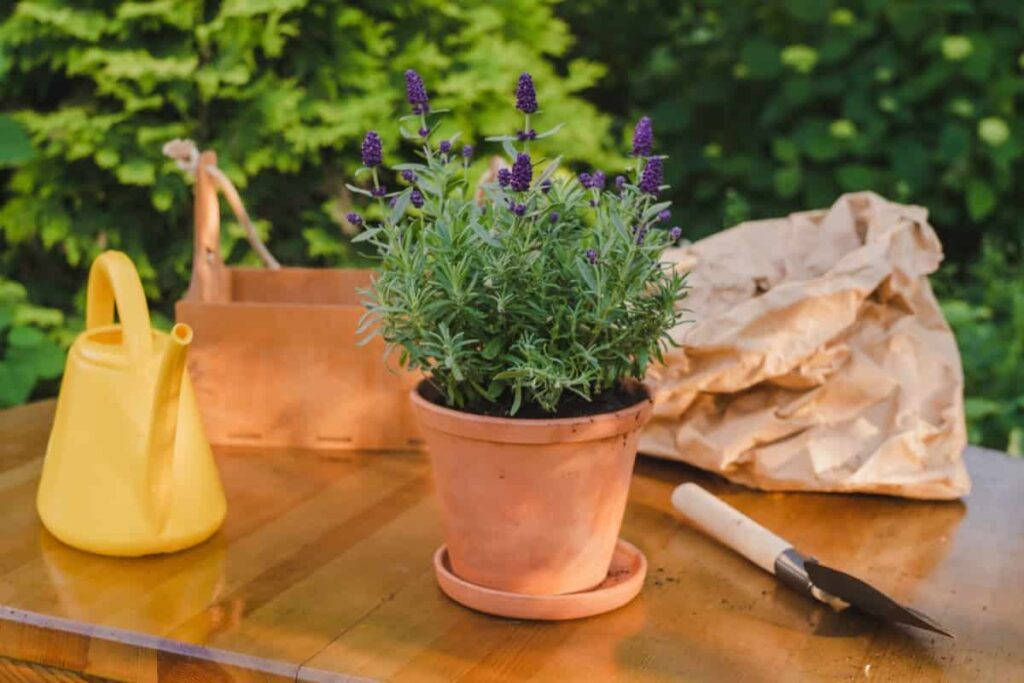 Potted lavender plant on table in backyard garden