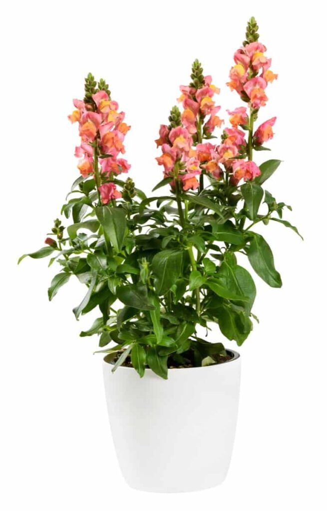 Best Outdoor Potted Plants for San Diego