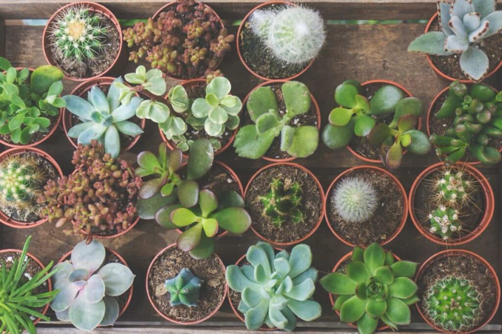  tray of succulent plants and cacti