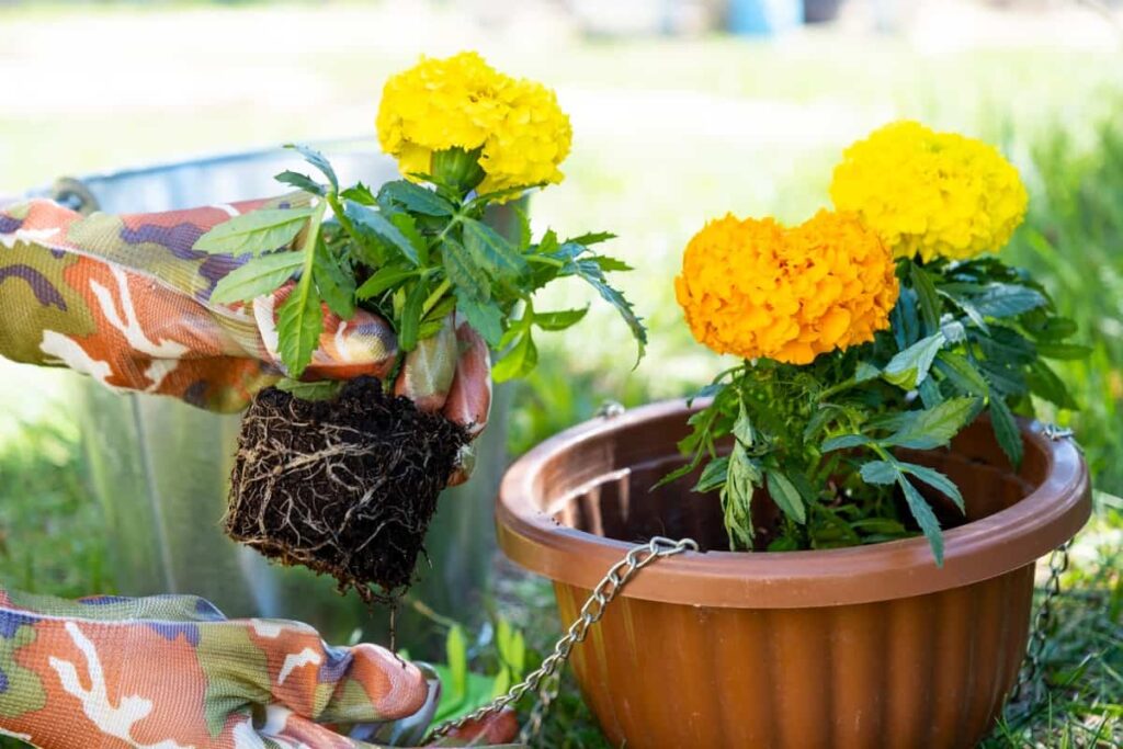 Yellow and orange marigold seedlings with roots are prepared for planting