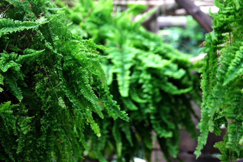 Best Outdoor Potted Plants for Seattle: Pot leaf fern green 