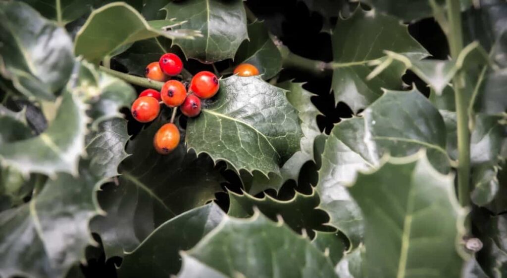 Holly Berries Red