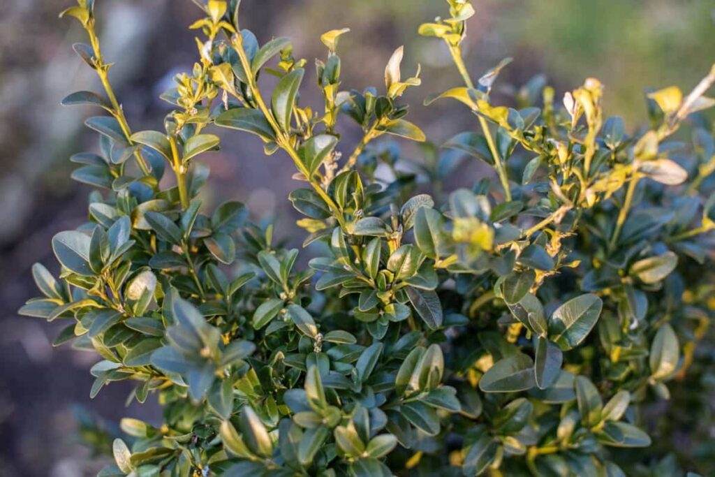 Green leaves of boxwood