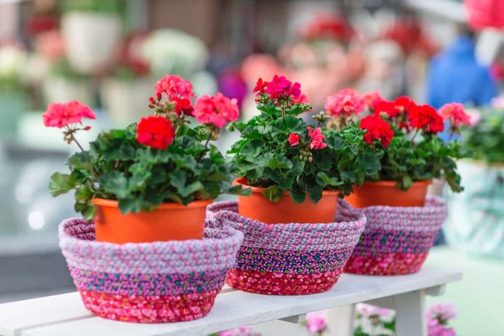 Red geranium in flower pots