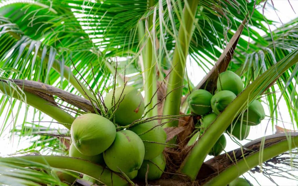 Coconut Farming in the Philippines