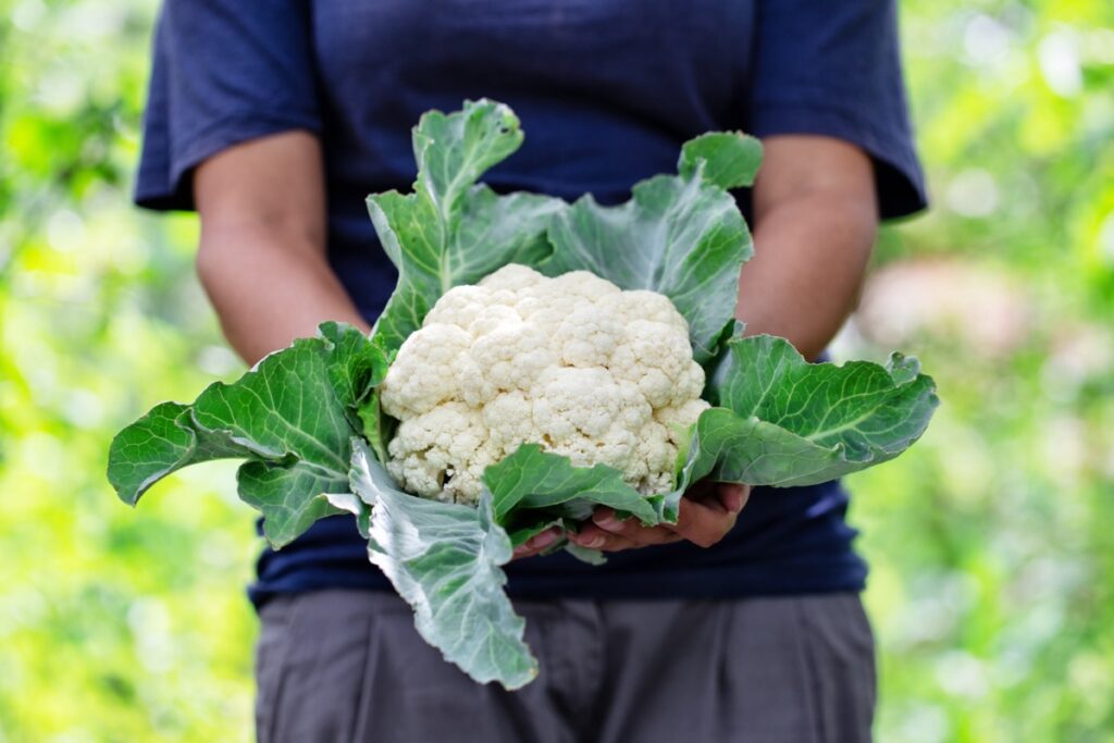 Cauliflower Harvest