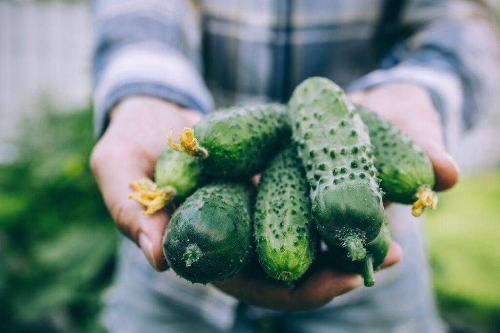 Cucumber farming