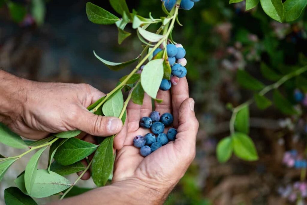 picking ripe blueberries