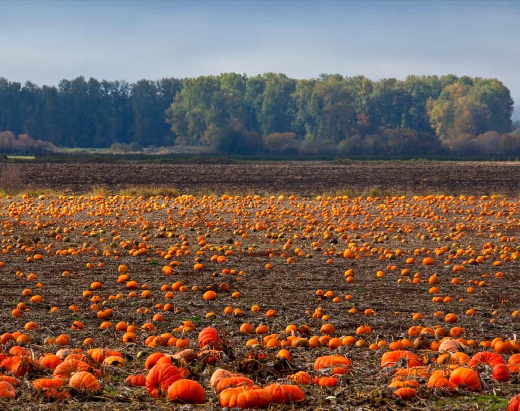 Pumpkin Field in Autumn