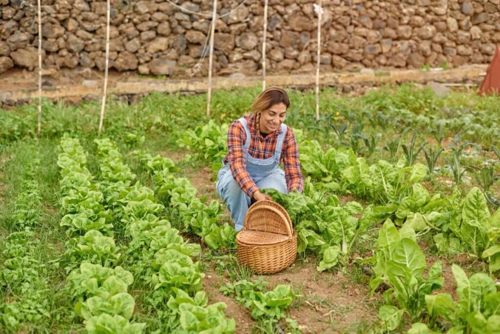 Crop Harvest Calendar for Colorado: Green lettuce in countryside