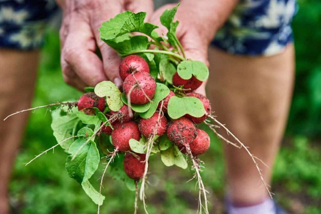 Fresh organic radish harvest
