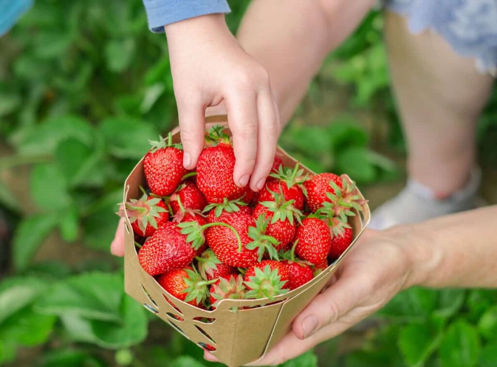Harvesting strawberries at home