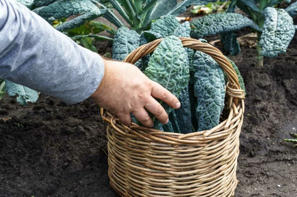 Crop Harvest Calendar for Kentucky: Lacinato kale