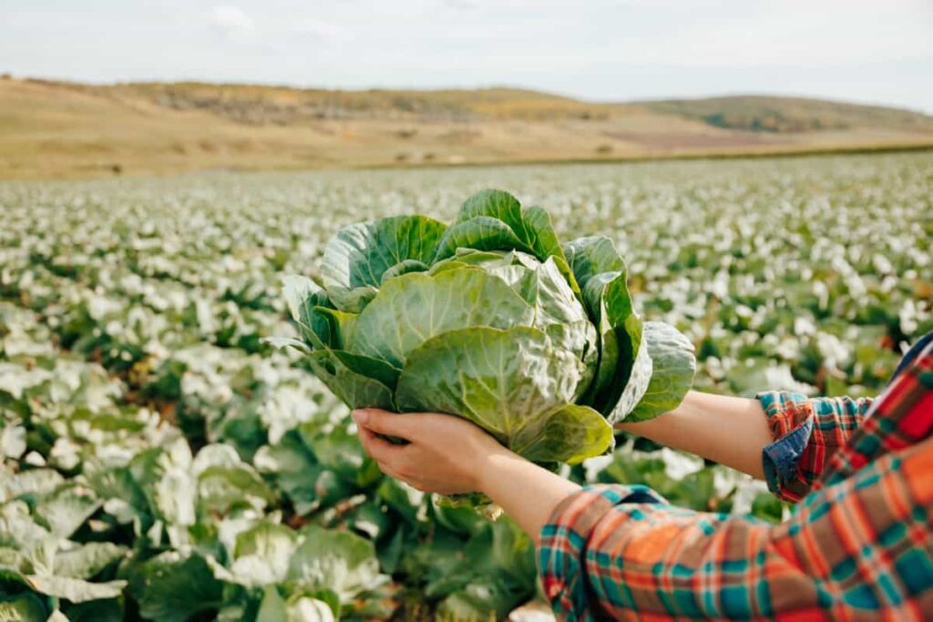 cabbage farming