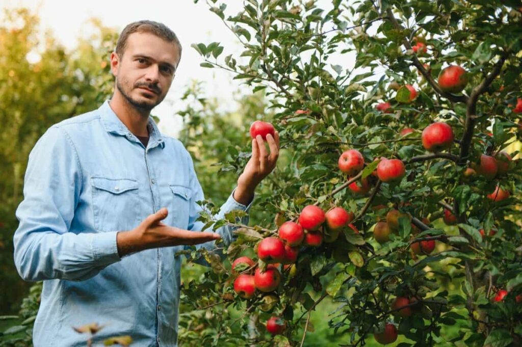 picking apples from an apple tree in garden at harvest time