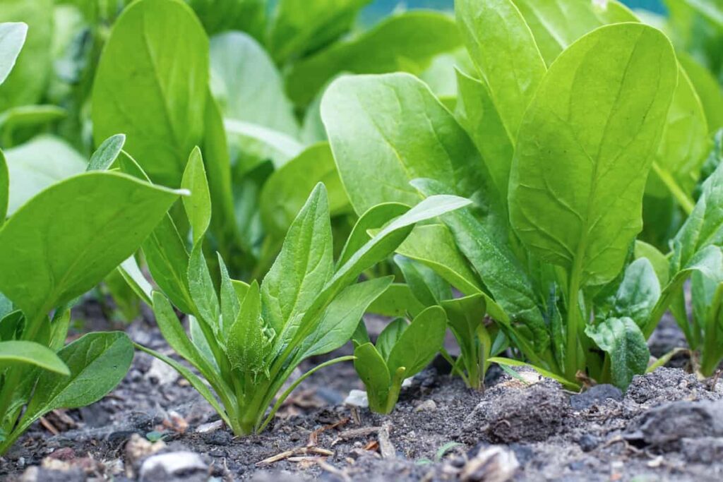 spinach grows in the garden