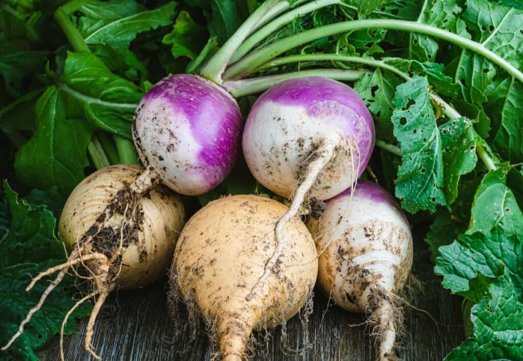 Crop Harvest Calendar for Rhode Island: Turnips