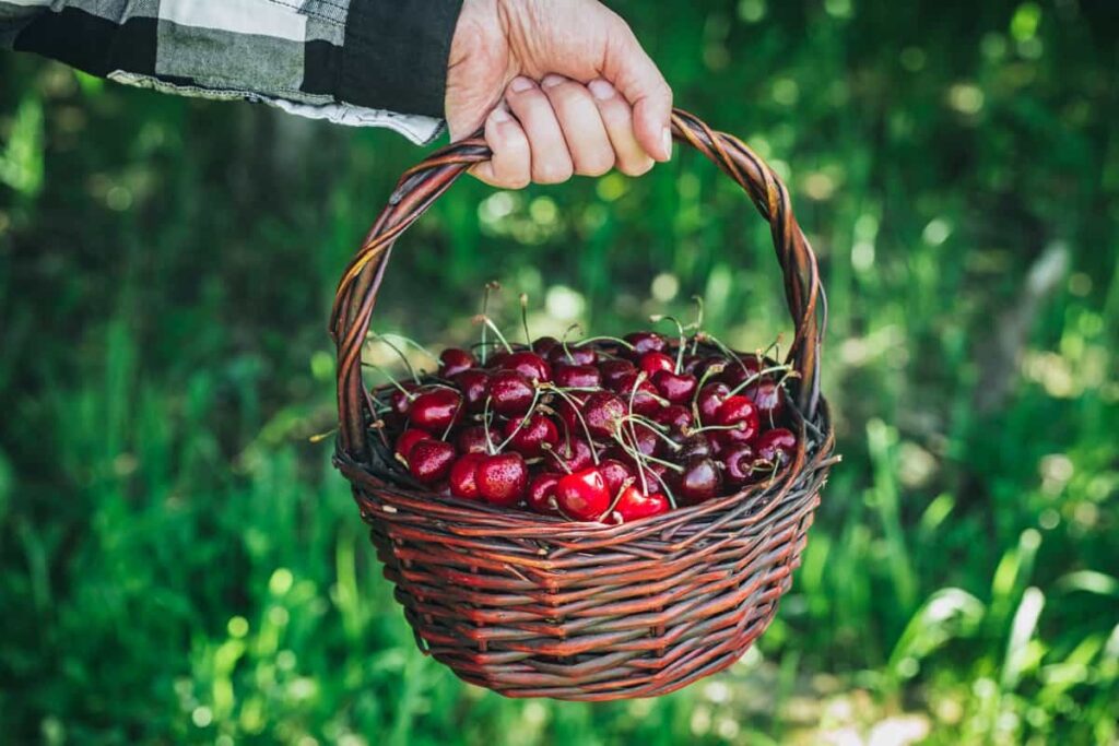 Freshly harvested sweet cherries in basket