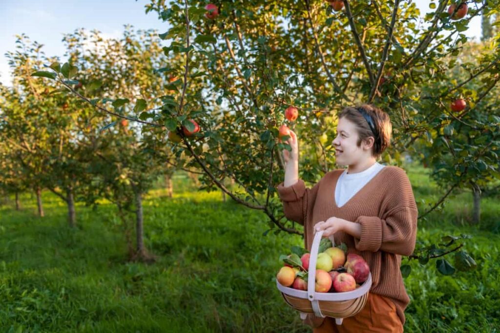 picking fresh organic apples
