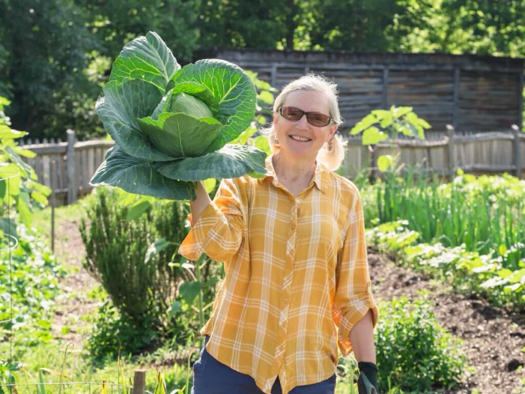 Crop Harvest Calendar for Texas: Cabbage Harvest