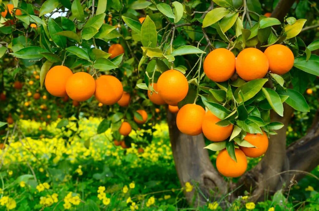 Tree with oranges