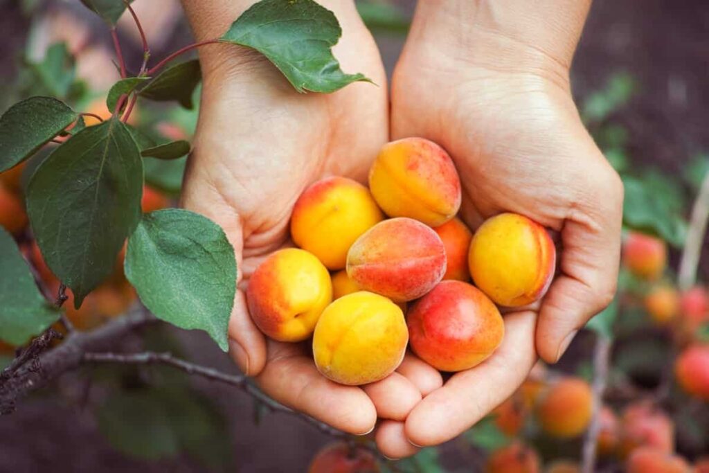 Fresh harvested apricots