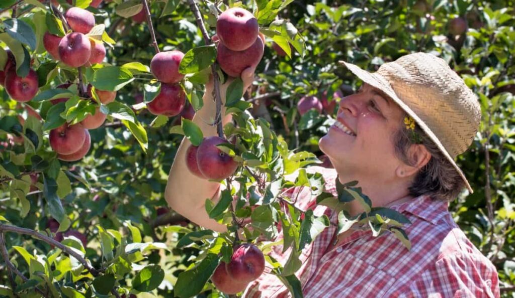 Apple farming