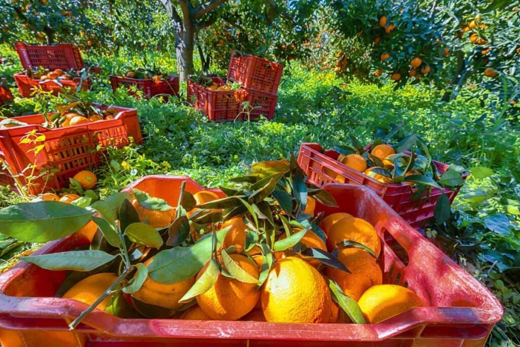 fruit boxes full of oranges