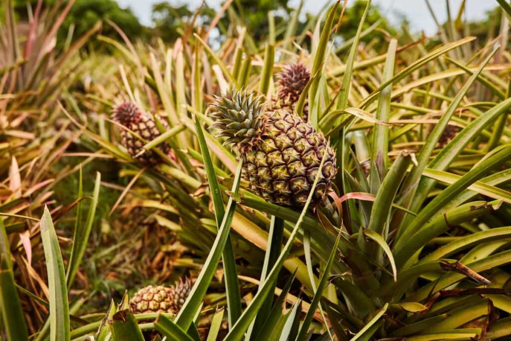Tropical pineapples growing in the plantation