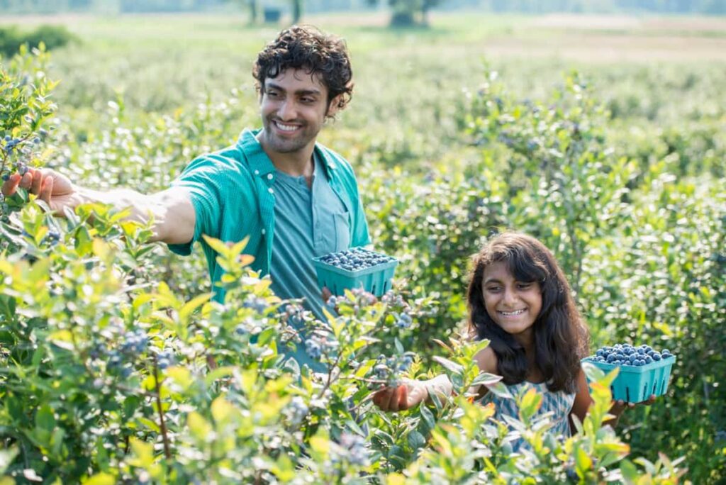 How to Start Blueberry Farming in India