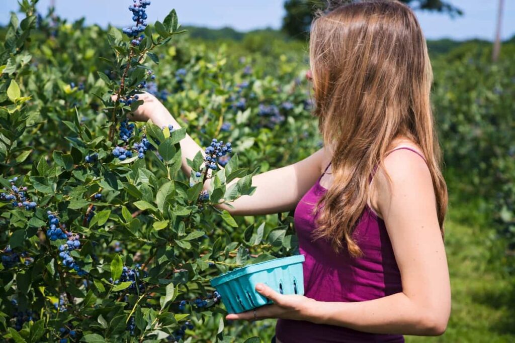 Harvesting Blueberries in the Farm