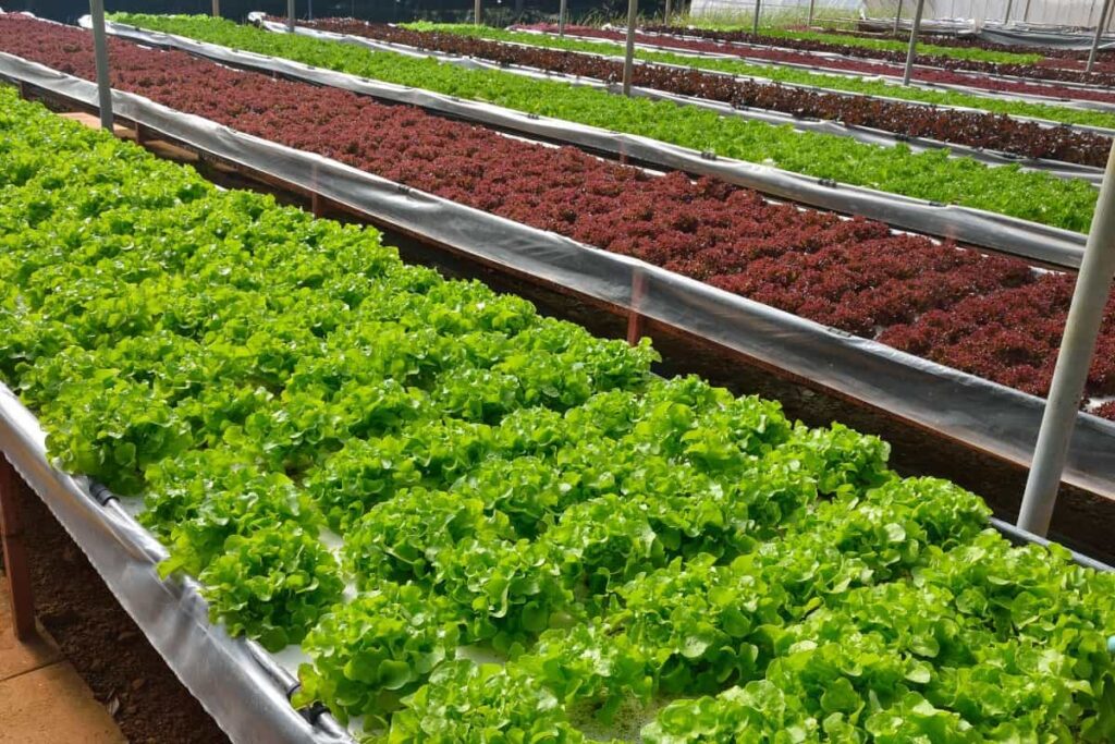 vegetables growing in the hydroponic farm